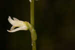 Florida lady's tresses